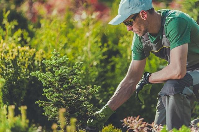 landscaper austin